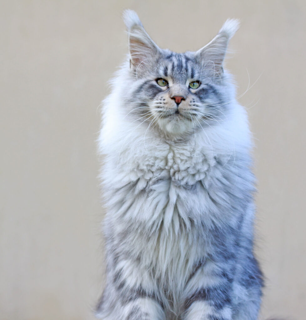 Studs - Maine Coon Cats for Sale - from Colossal Cats - Tampa