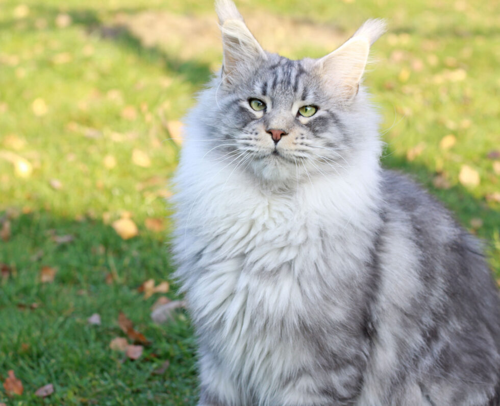 Studs - Maine Coon Cats for Sale - from Colossal Cats - Tampa
