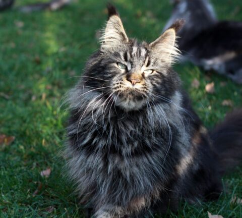 Queens - Maine Coon Cats for Sale - from Colossal Cats - Tampa