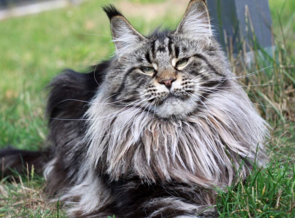 Queens - Maine Coon Cats for Sale - from Colossal Cats - Tampa
