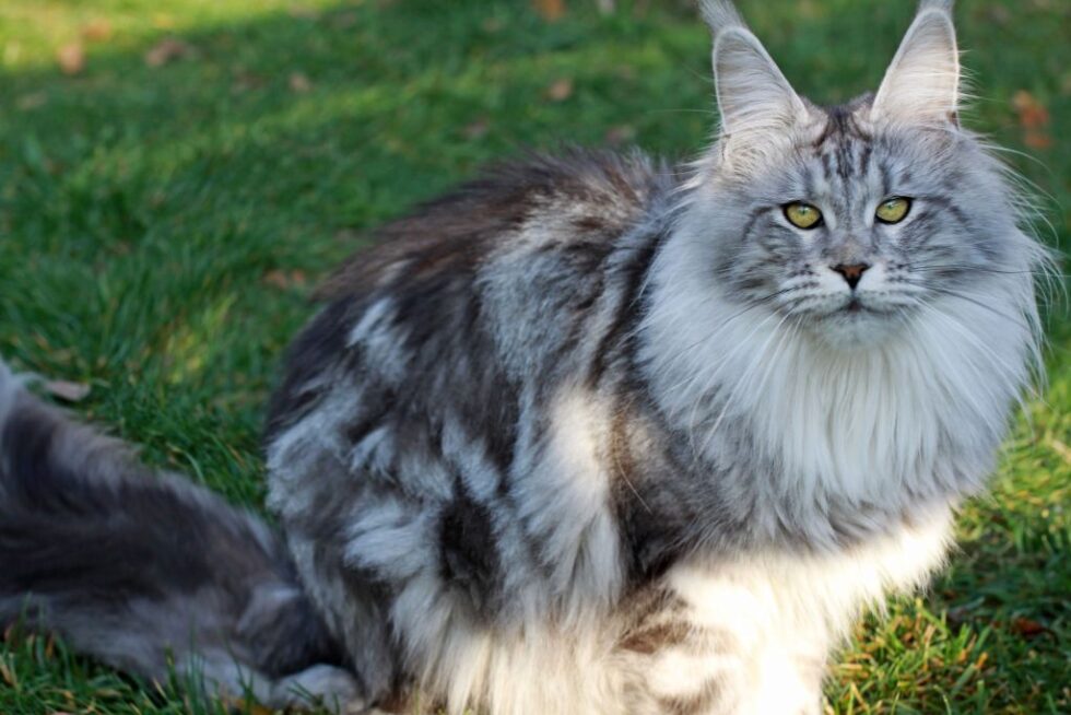 Queens - Maine Coon Cats for Sale - from Colossal Cats - Tampa