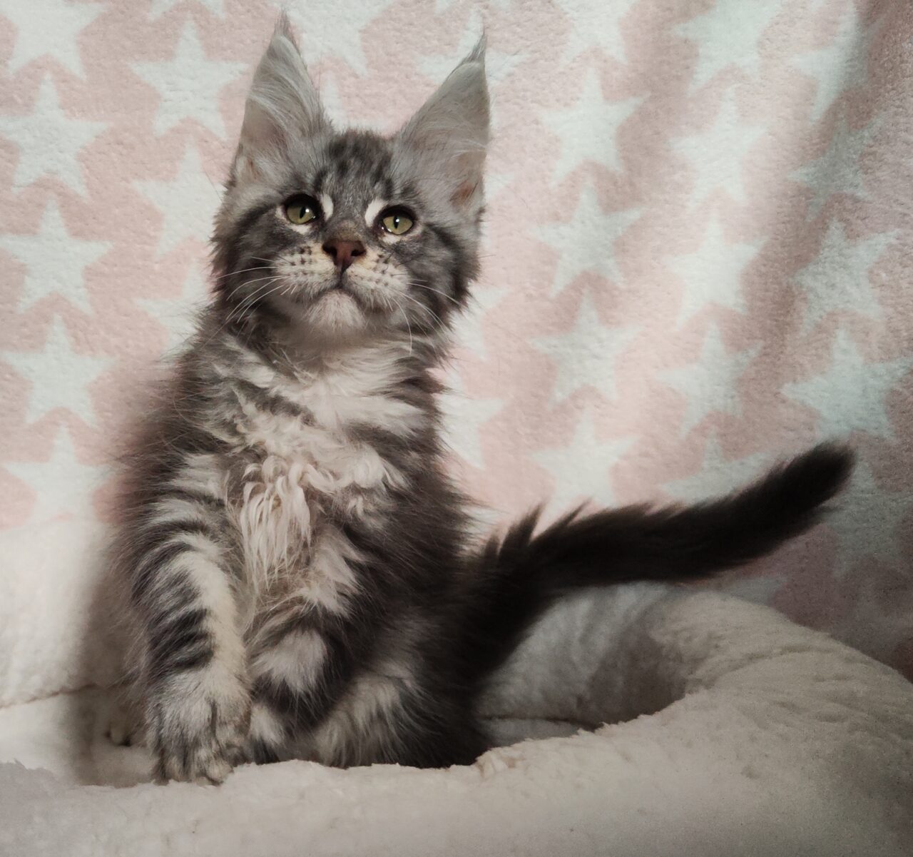 Colossal Cats - Maine Coon Cats for Sale - from Colossal Cats - Tampa
