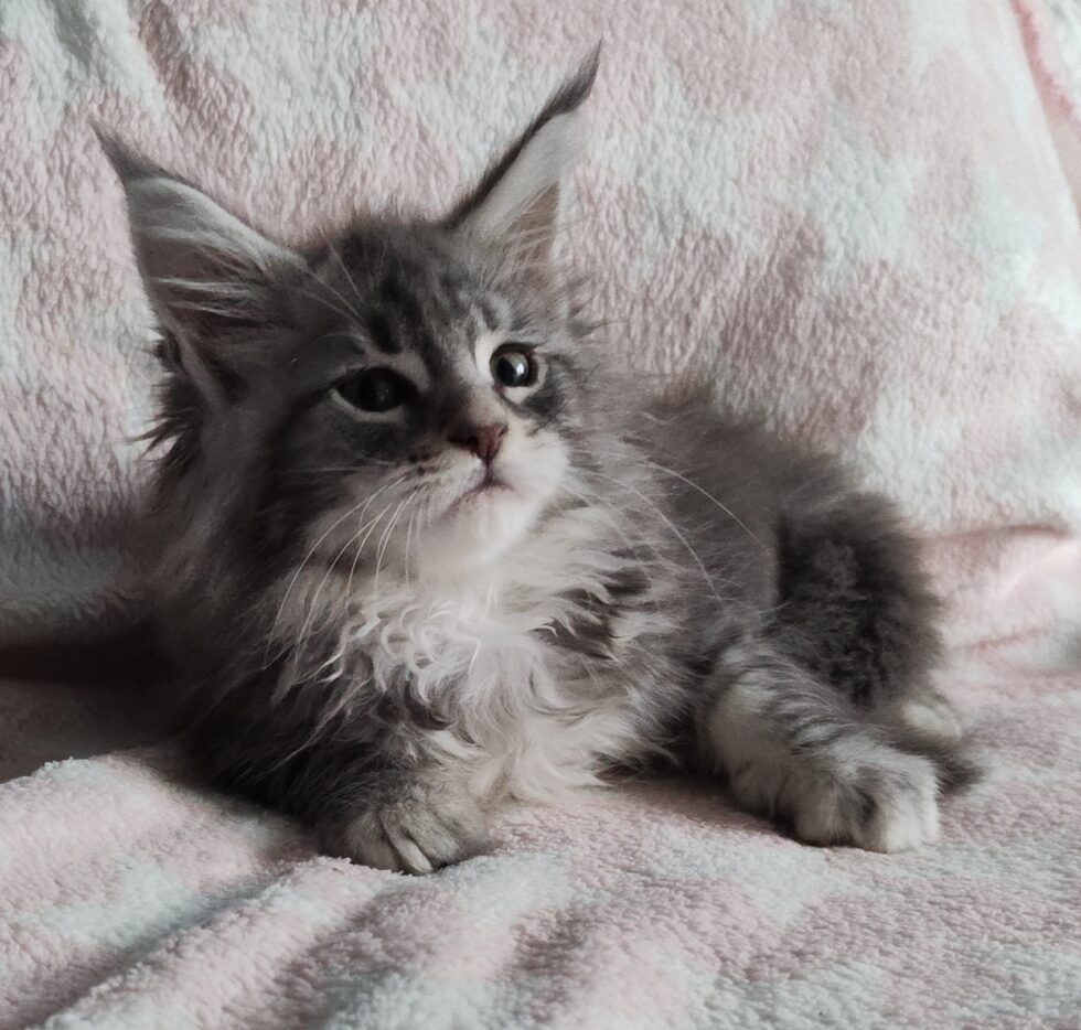 Colossal Cats - Maine Coon Cats for Sale - from Colossal Cats - Tampa