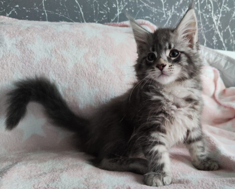 Available Kittens - Colossal Cats